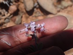 Ocimum burchellianum