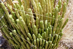 Phlegmariurus
