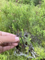 Somatochlora tenebrosa