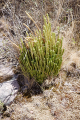 Phlegmariurus