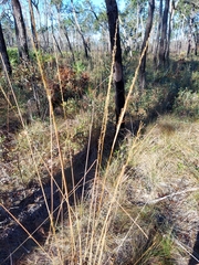 Sorghastrum