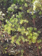 Podocarpus parlatorei