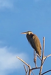 Ardea herodias
