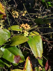 Smilax walteri