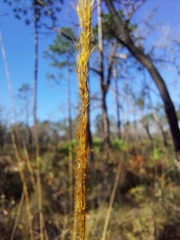 Sorghastrum