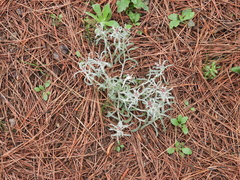 Gamochaeta filaginea