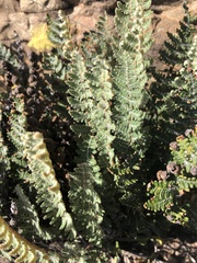 Cheilanthes eckloniana