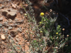 Pentzia incana