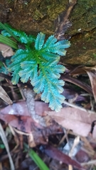 Selaginella willdenowii