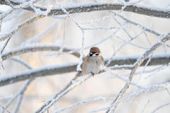 Passer montanus