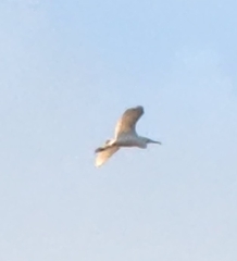 Ardea alba