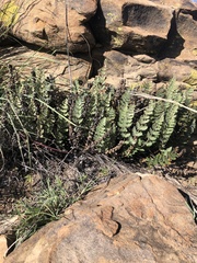 Cheilanthes eckloniana