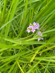 Heliotropium amplexicaule