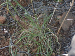 Eragrostis