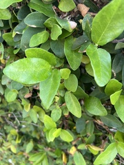 Ficus pumila