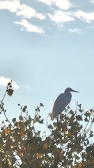 Ardea alba