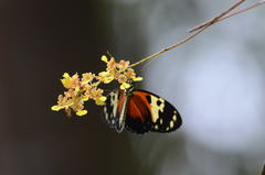 Heliconius hecale melicerta