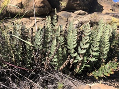 Cheilanthes eckloniana