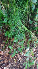 Scleria secans