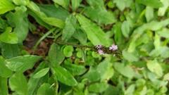 Pseudelephantopus spiralis