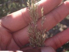 Eragrostis