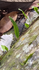 Microgramma lycopodioides