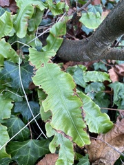 Asplenium scolopendrium scolopendrium