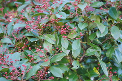 Photinia serratifolia