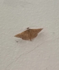 Banisia