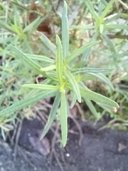 Senecio inaequidens