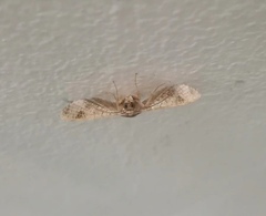 Banisia