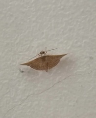 Banisia