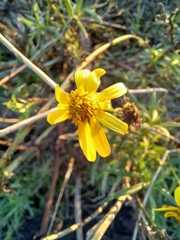Senecio inaequidens