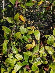 Smilax walteri