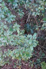 Photinia serratifolia