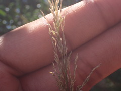 Eragrostis