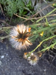 Senecio inaequidens