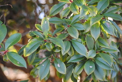 Photinia serratifolia