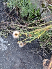 Senecio inaequidens
