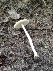 Amanita solaniolens