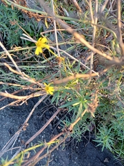 Senecio inaequidens