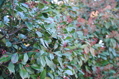Photinia serratifolia