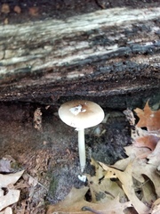 Amanita solaniolens