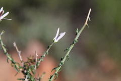 Wahlenbergia nodosa