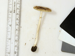 Amanita solaniolens
