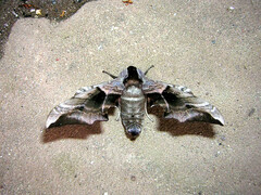 Smerinthus ocellata