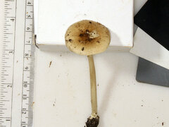 Amanita solaniolens