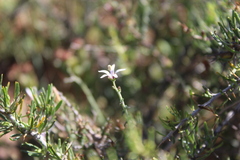 Wahlenbergia nodosa