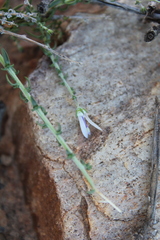 Wahlenbergia nodosa