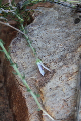 Wahlenbergia nodosa